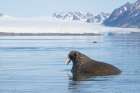 Norway, Svalbard. Close-up of male walrus in water. Art Print